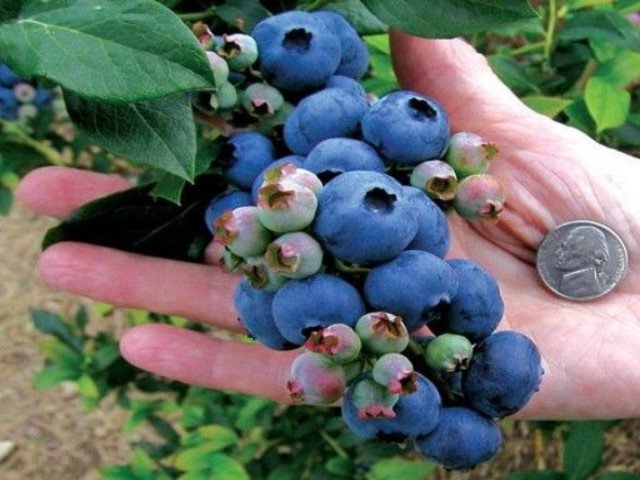 BORÓWKA AMERYKAŃSKA BONUS 3-letnia - 2