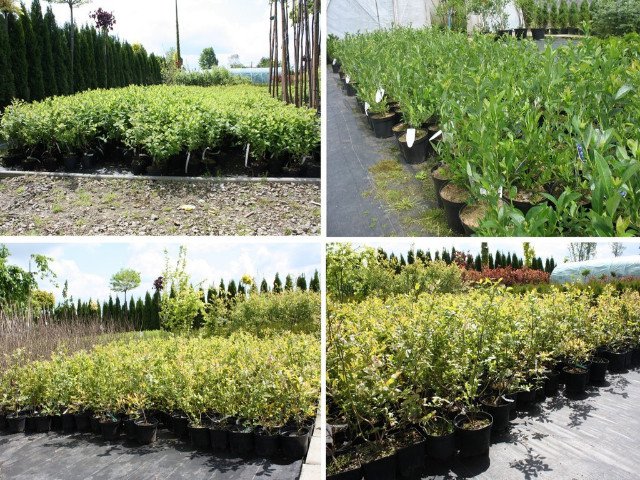 BORÓWKA AMERYKAŃSKA BLUEGOLD 4-letnia - 2