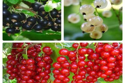 Porzeczka TRIO znakomite odmiany DONICZKA