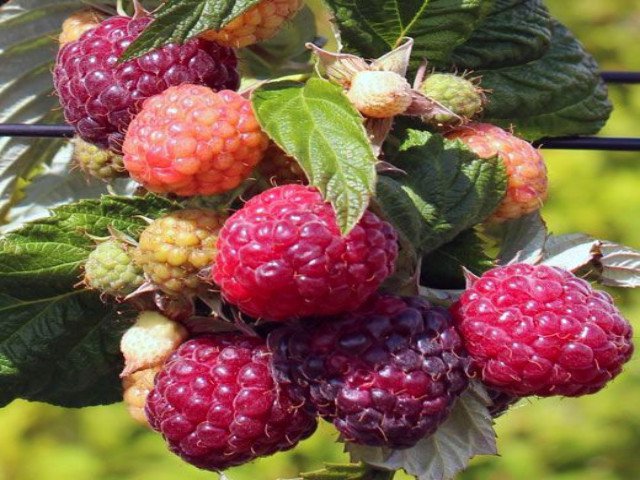 Malina Malling Passion - 2