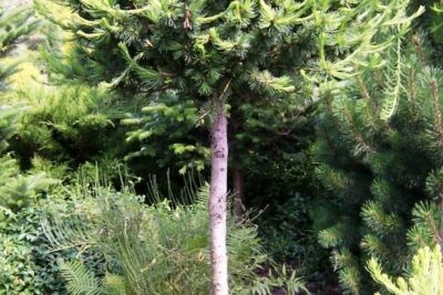 Modrzew europejski KÓRNIK na pniu