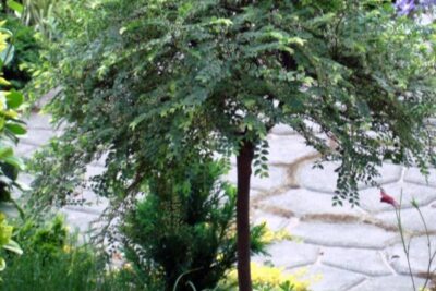 Wiąz drobnolistny GEISHA na pniu