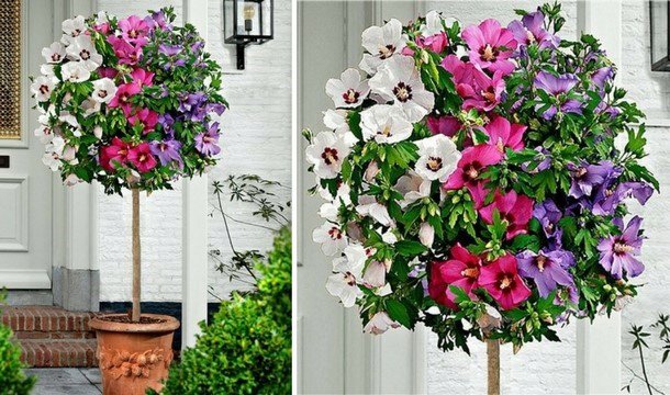 HIBISKUS TRICOLOR na PNIU - 2