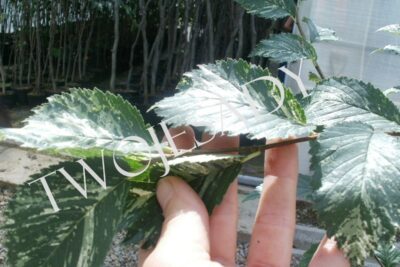 Wiąz ARGENTEOVARIEGATA na pniu