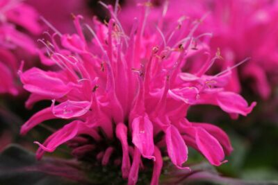 Monarda Pysznogłówka BALMY ROSE