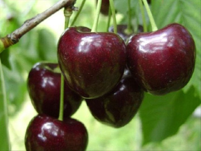 Czereśnia DWIE ODMIANY późna i wczesna DUO 2w1 - 3