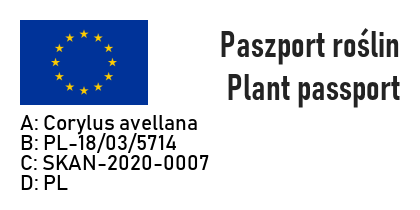 Leszczyna Orzech laskowy Cenny Webba - 6