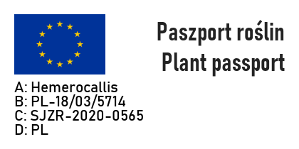 Liliowiec APPLIQUE - 5