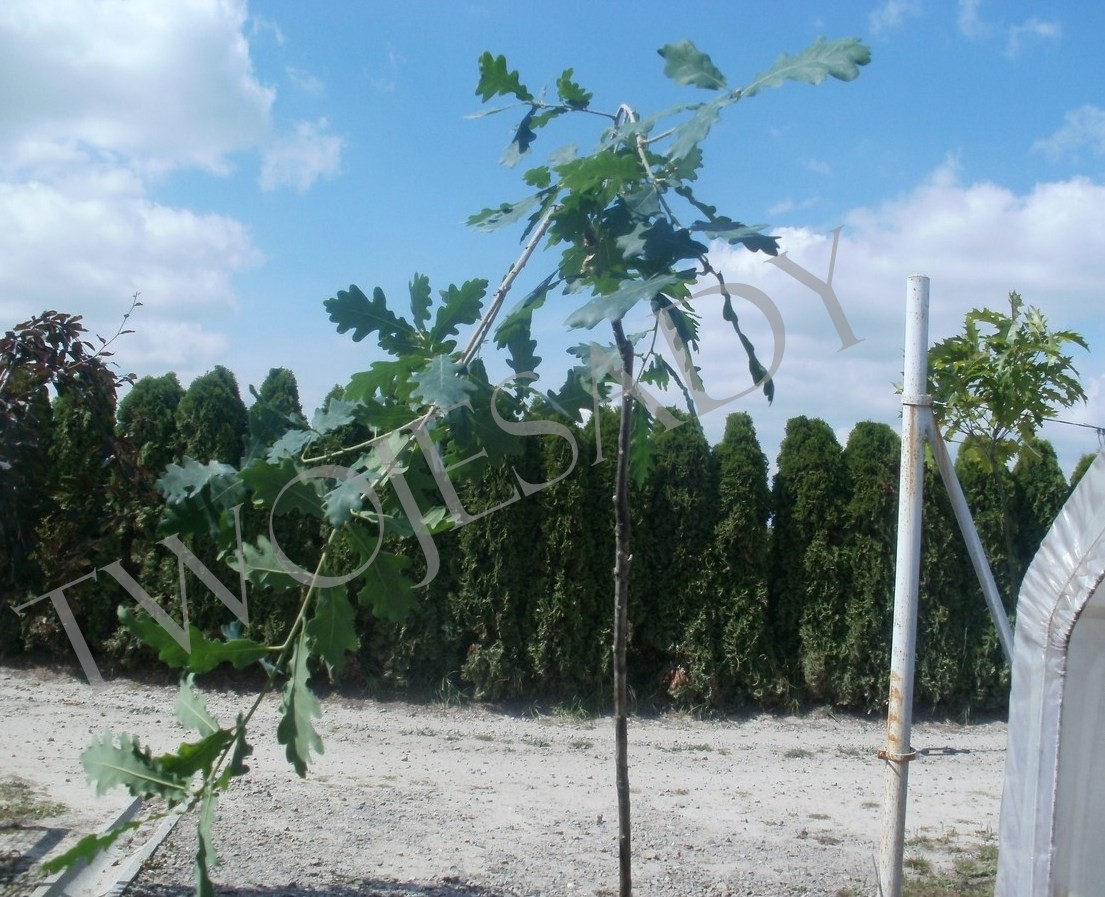Dąb szypułkowy zwisający PENDULA 170cm doniczka - 4