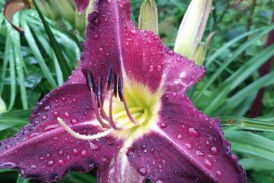 Liliowiec PURPLELICIOUS