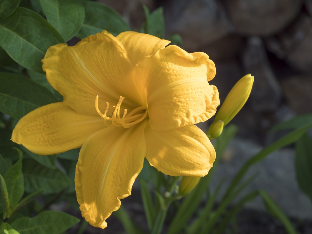 Liliowiec FOREVER YOUNG