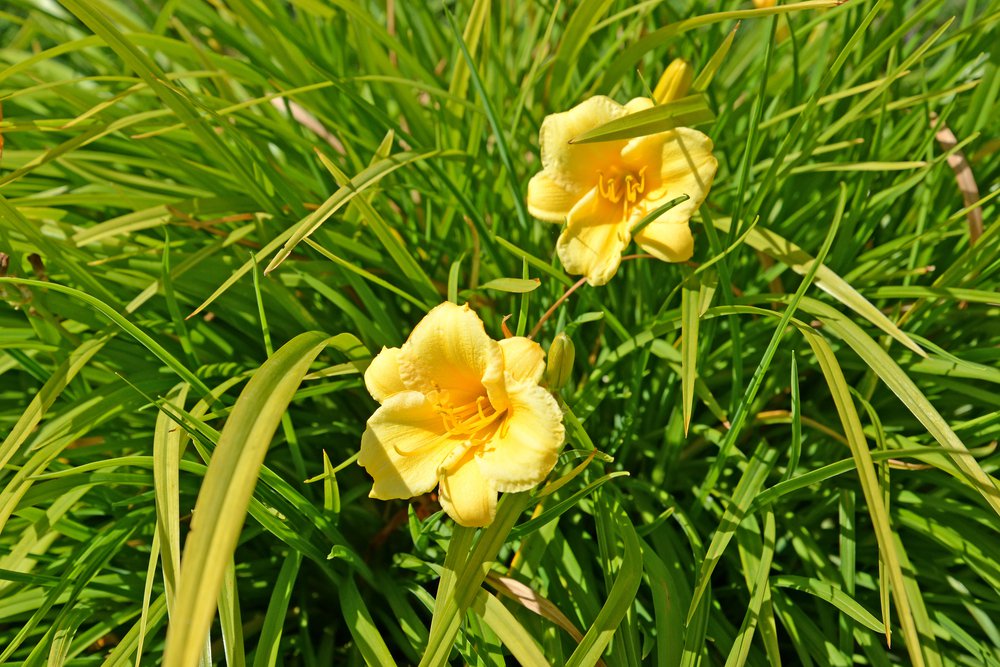 Liliowiec FOREVER YOUNG - 3