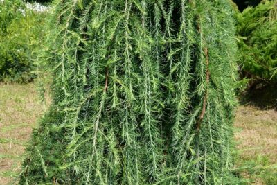 Modrzew japoński STIFF WEEPER na pniu