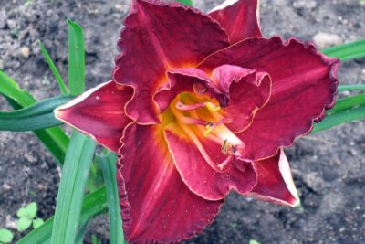 Liliowiec BURGUNDY LOVE