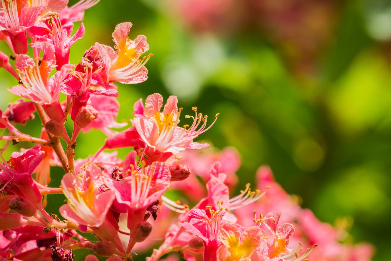 Kasztanowiec czerwony BRIOTTI 50 cm - 2