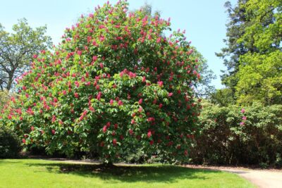 Kasztanowiec czerwony BRIOTII
