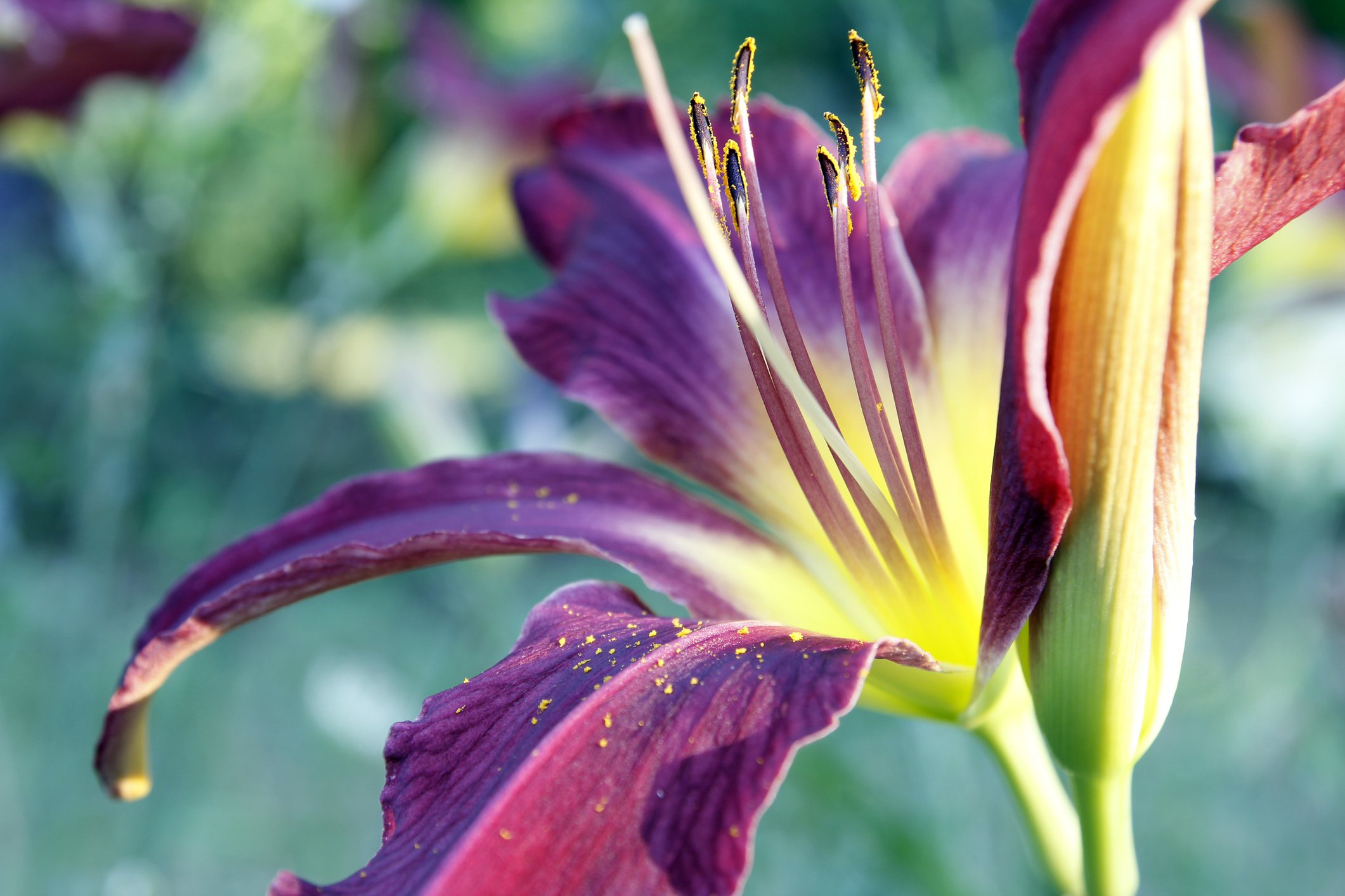 Liliowiec APPLIQUE - 2