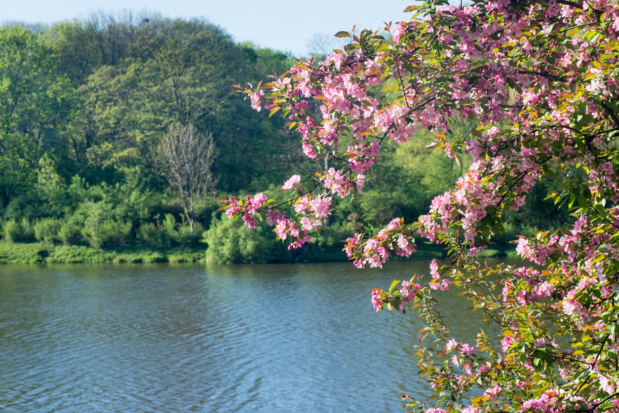 Jabłoń purpurowa  OLA - 3