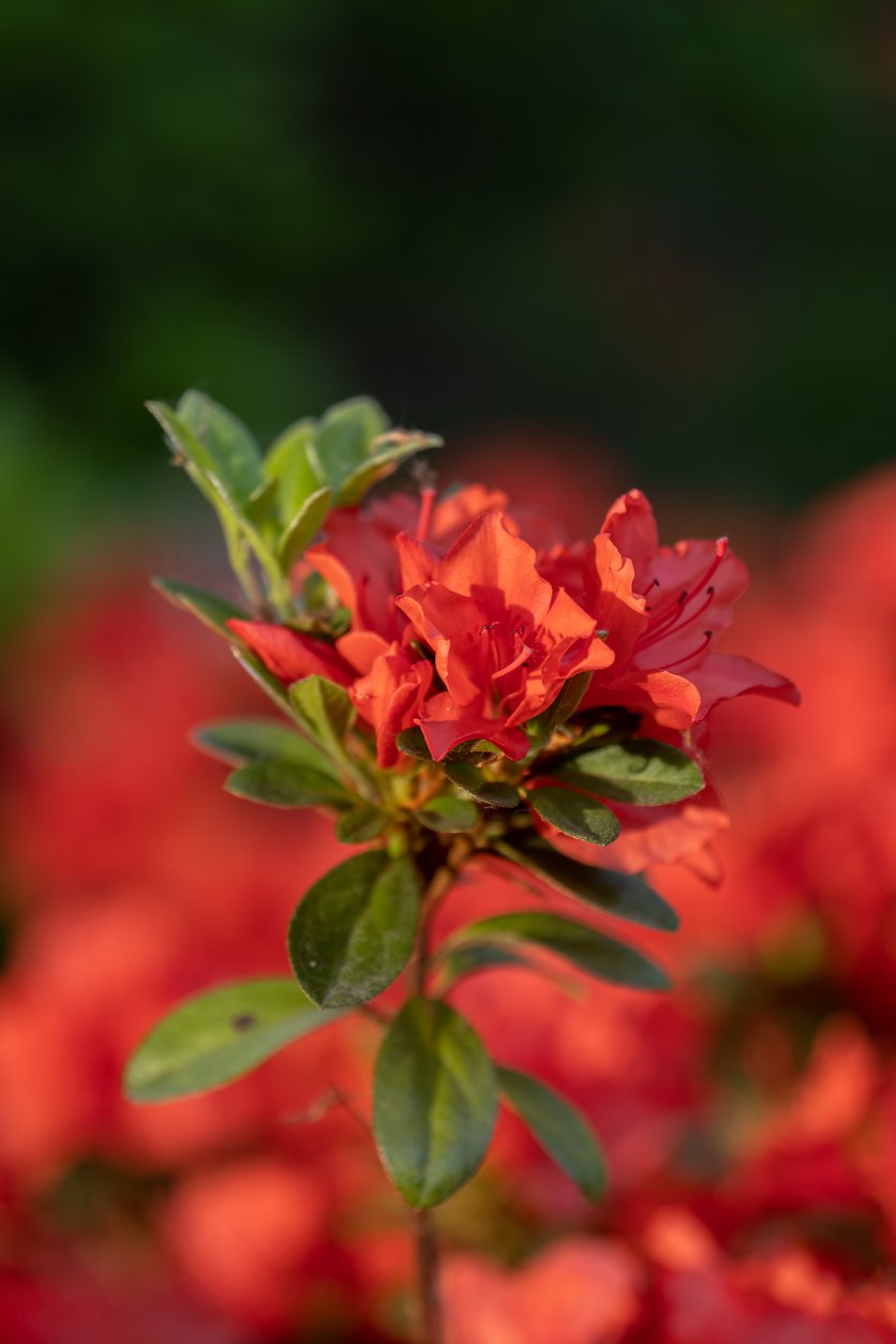 Azalia japońska GEISHA ORANGE - 3