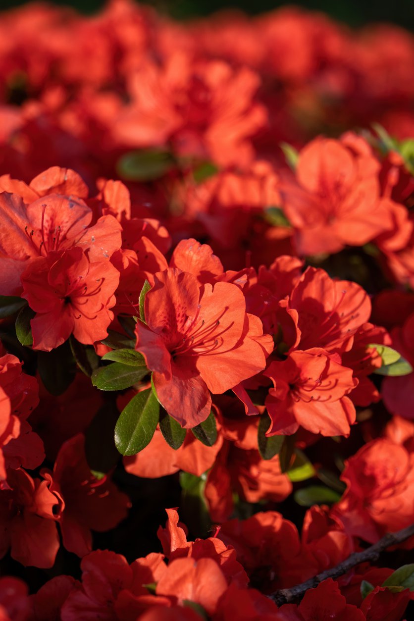 Azalia japońska GEISHA ORANGE - 2