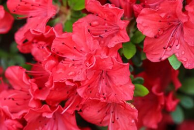 Azalia japońska GEISHA RED