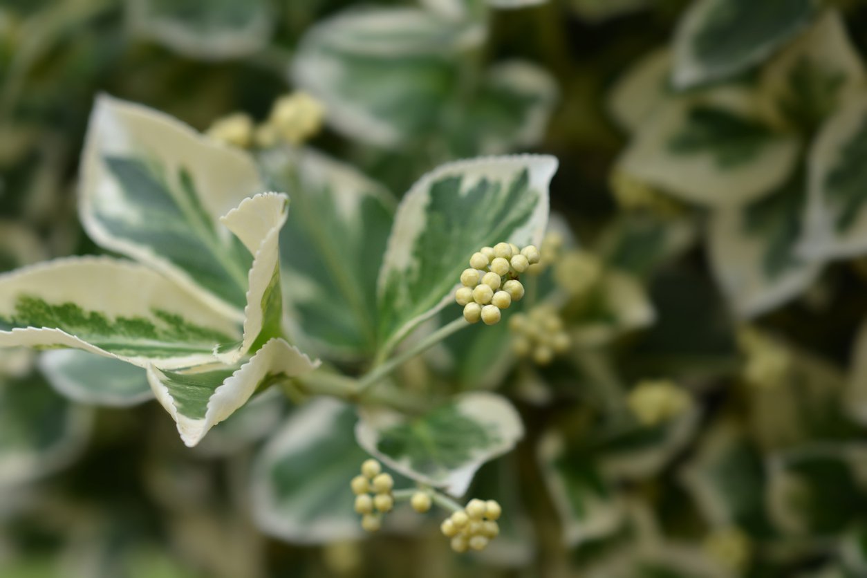 Trzmielina FORTUNEI GAIETY - 3