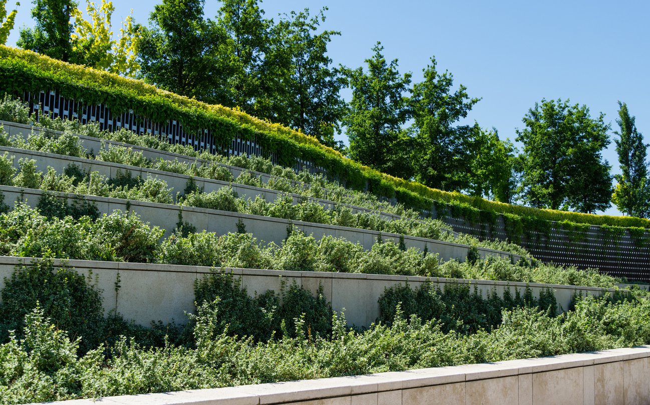 Trzmielina FORTUNEI GAIETY - 2