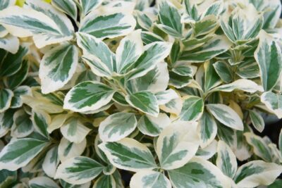 Trzmielina FORTUNEI GAIETY