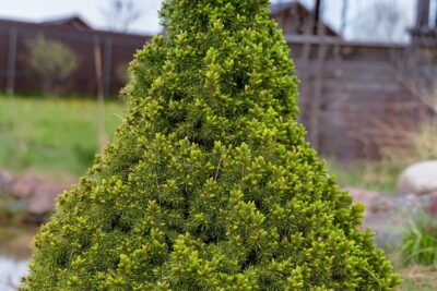 Świerk biały CONICA