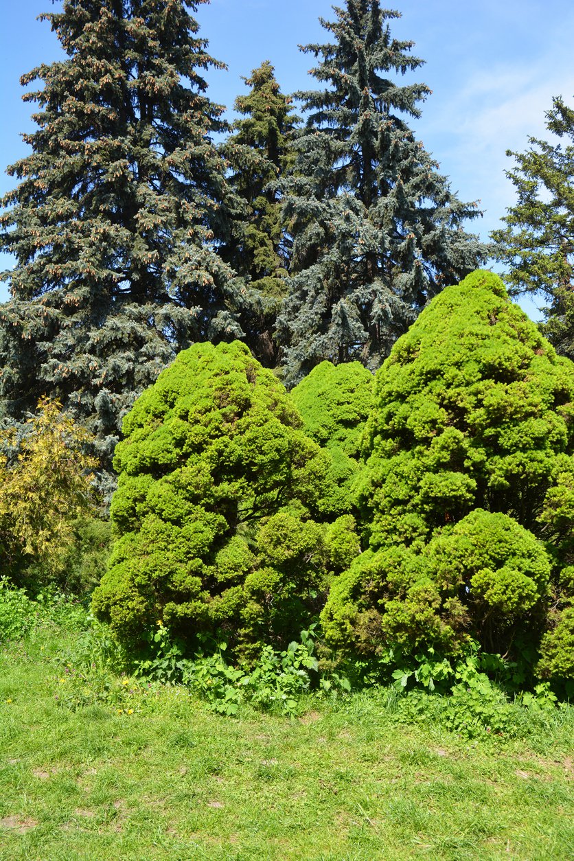 Świerk biały CONICA - 2