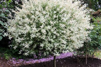 Wierzba japońska HAKURO NISHIKI 150cm W DONICZCE