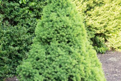 Świerk biały DAISY's WHITE