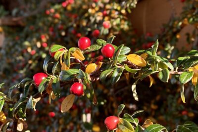 Irga szwedzka SKOGHOLM