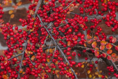 Irga Dammera CORAL BEAUTY