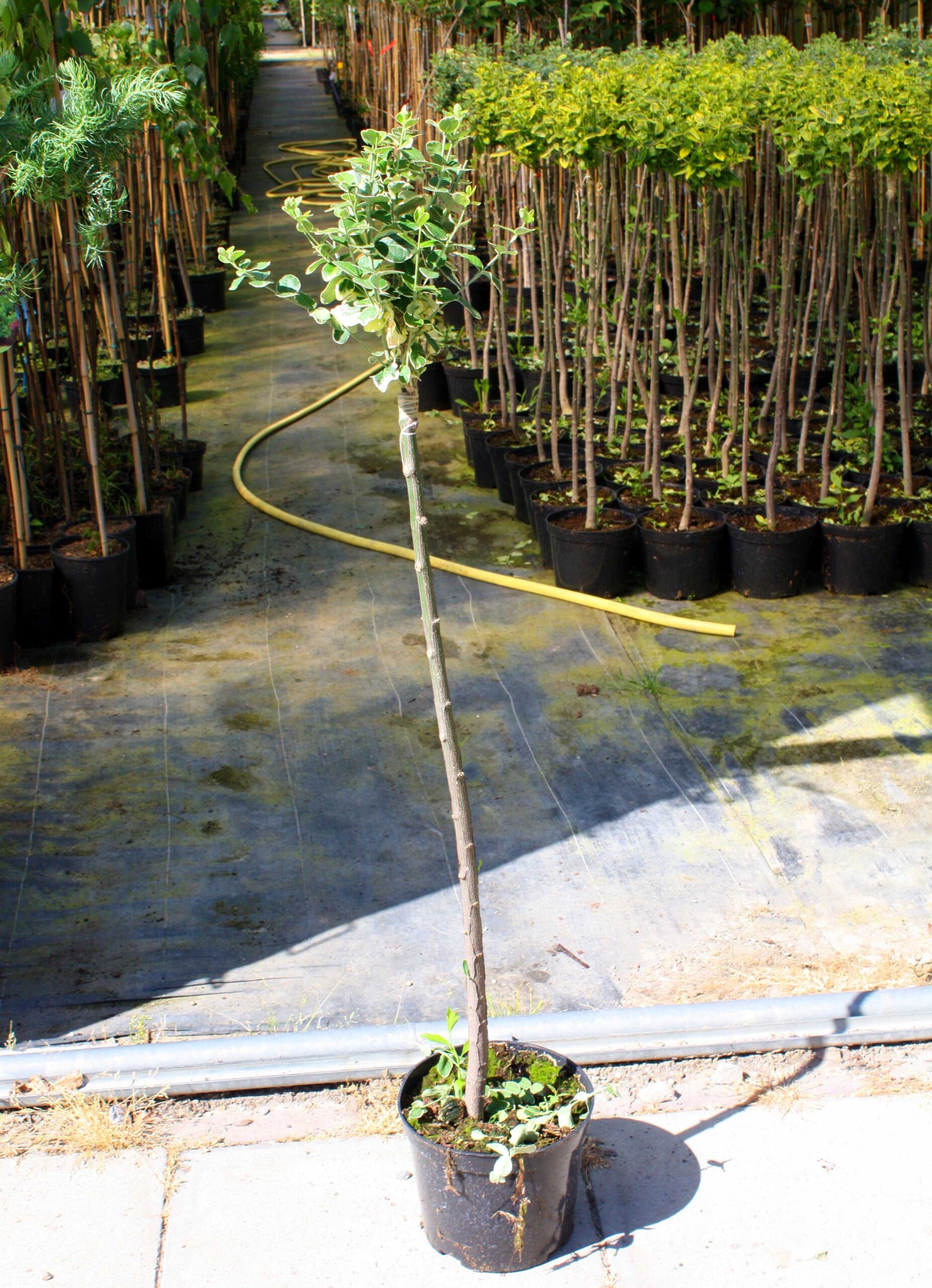 Trzmielina fortunei GAIETY na pniu - 2