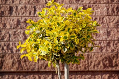 Trzmielina FORTUNEI GOLD na pniu doniczka