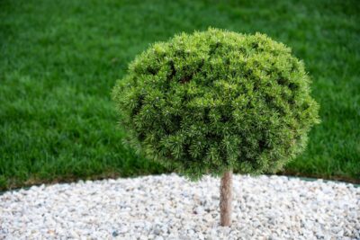 Sosna kosodrzewina OPHIR  szczepiona