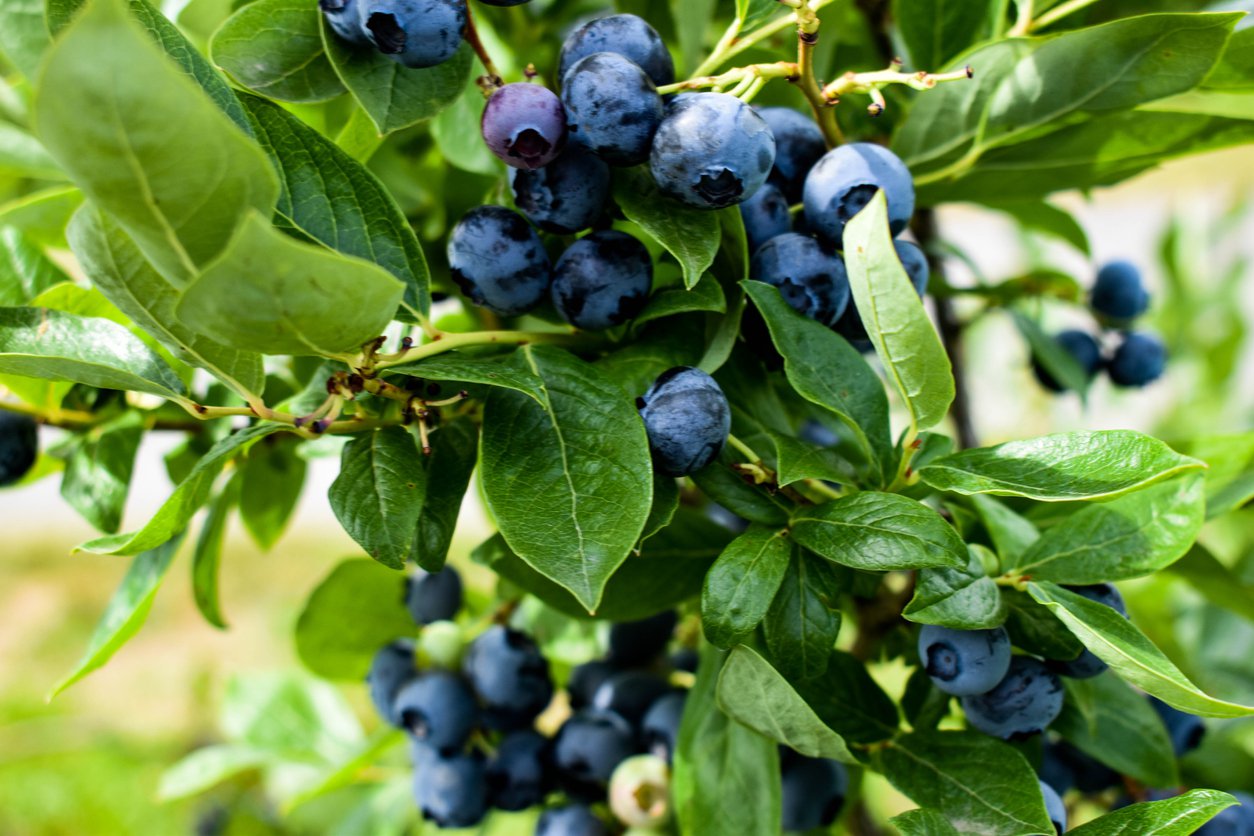 Borówka amerykańska RUBEL 3-letnia doniczka - 2