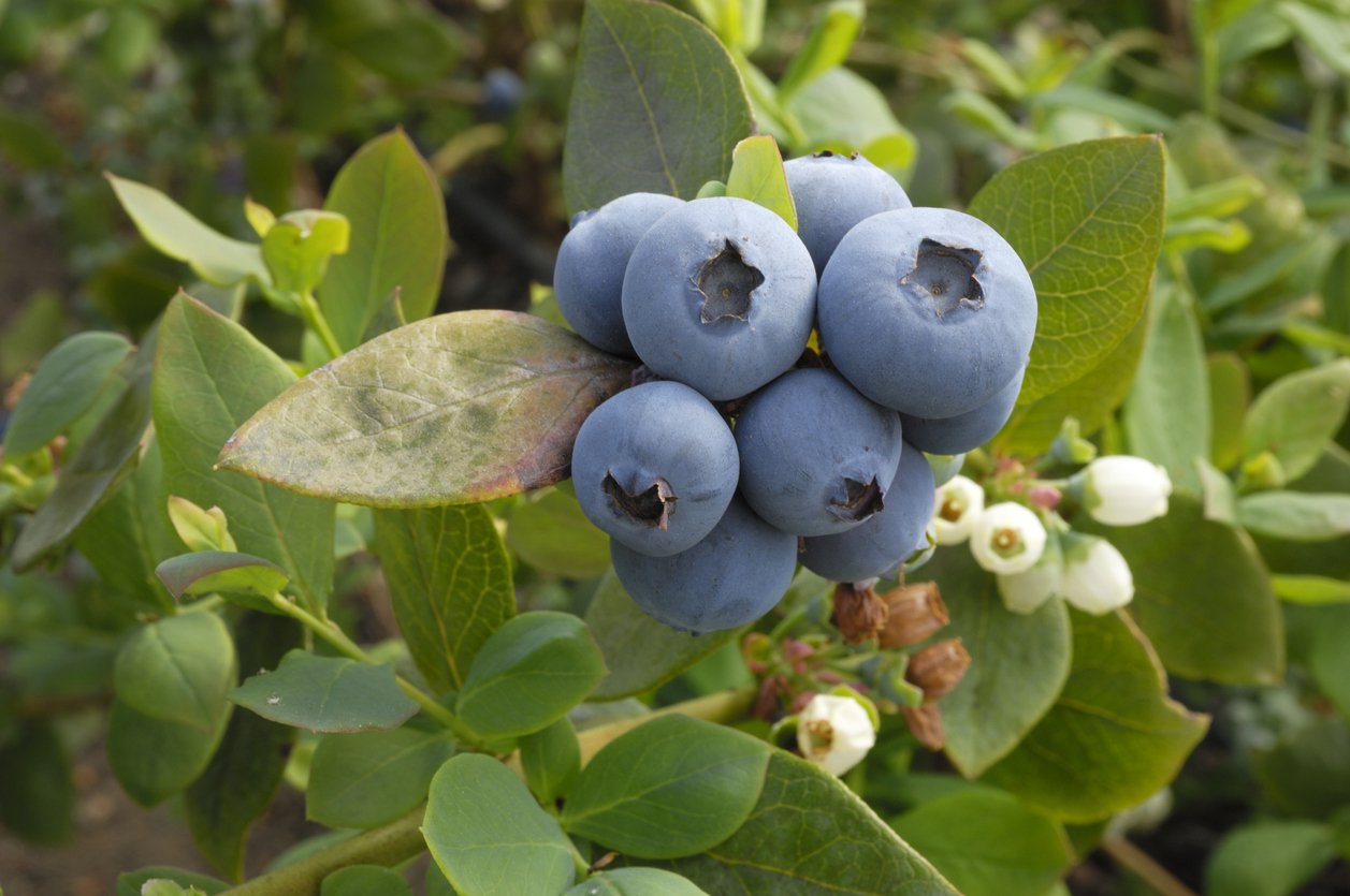 BORÓWKA AMERYKAŃSKA TORO 3-letnia