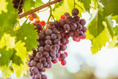 Winogrona różowe SWENSON RED