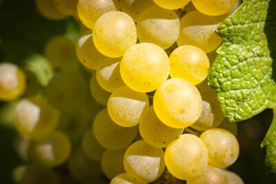 Winogrona białe BIANCA