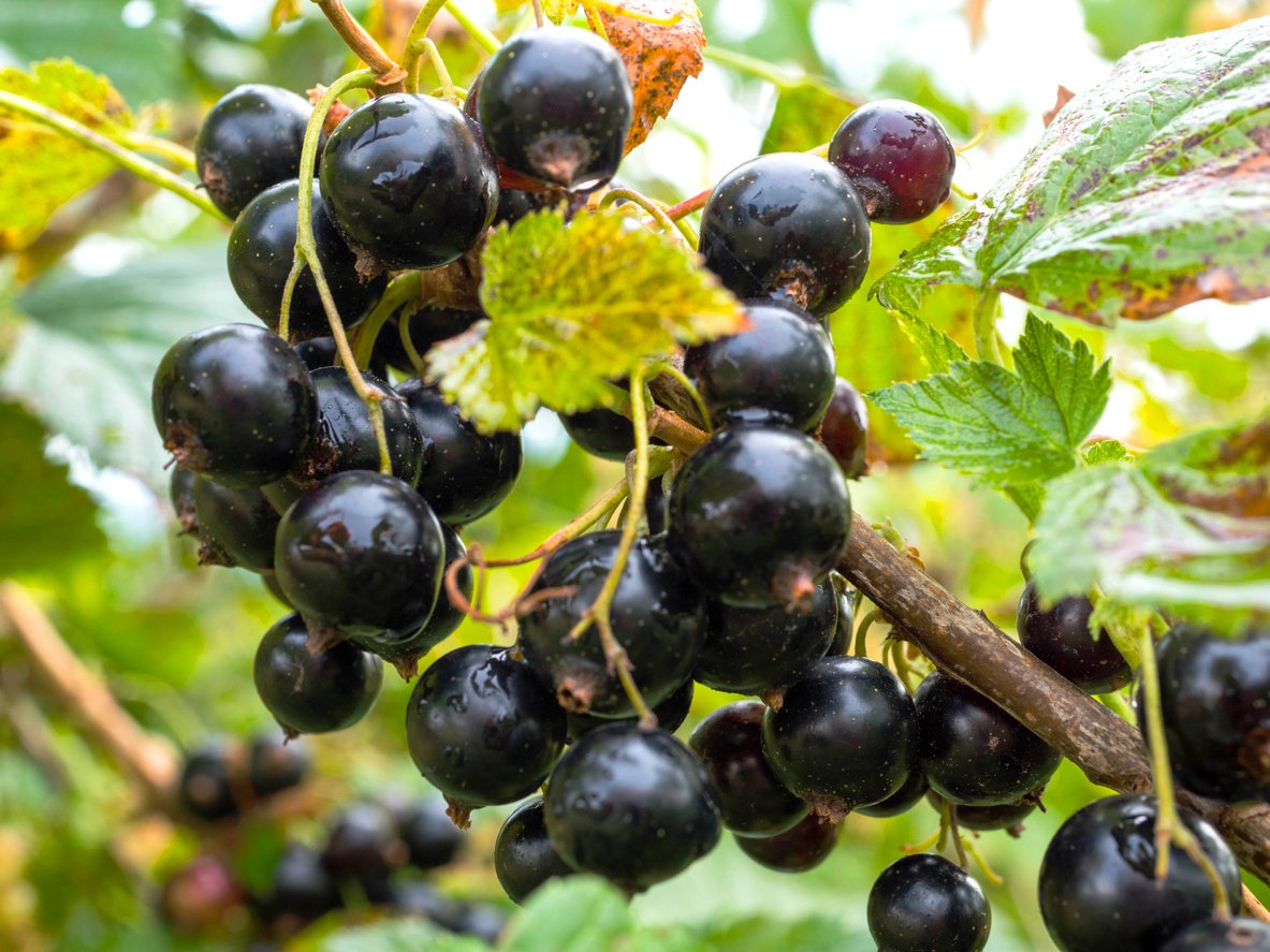 Porzeczka czarna TITANIA 2-letnia 70 cm krzew - 2