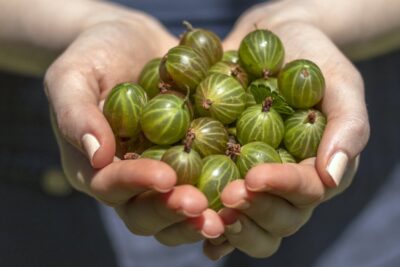 Agrest INVICTA krzew