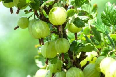 Agrest INVICTA NA PNIU