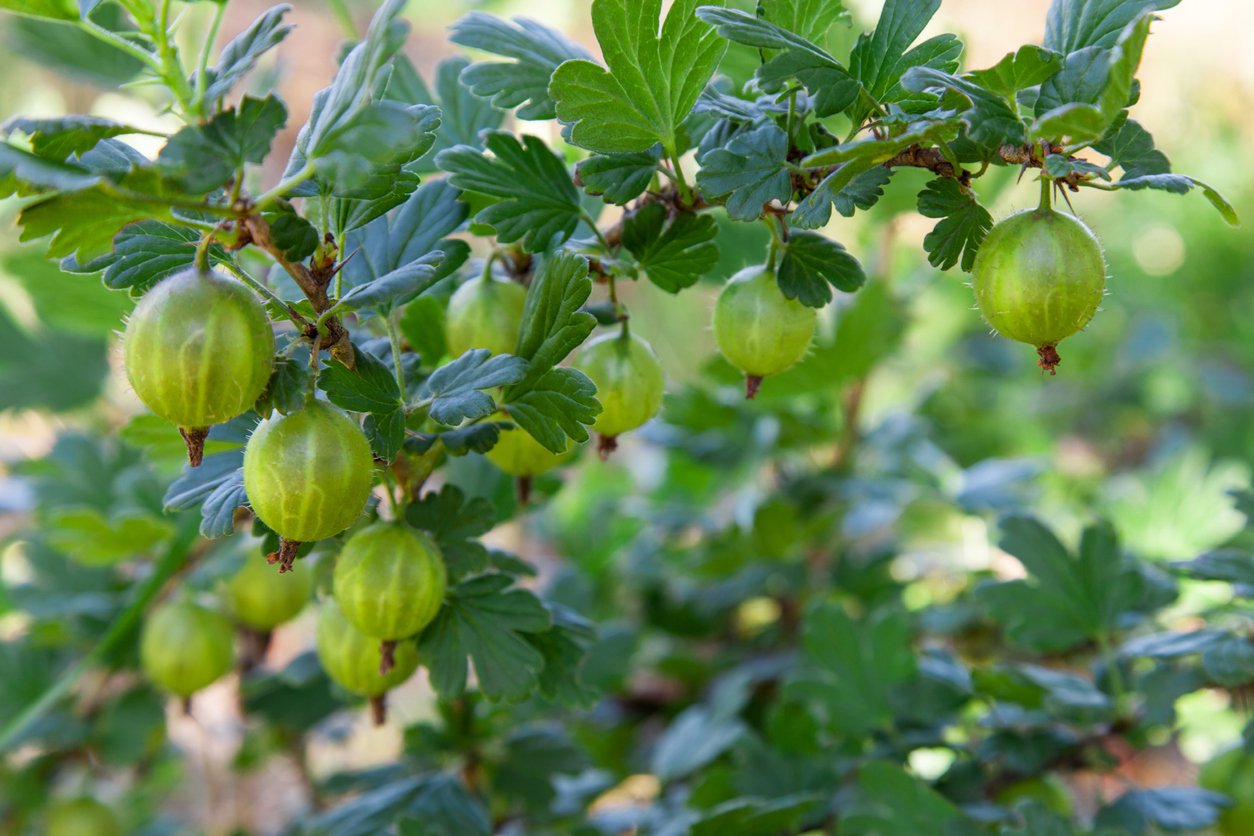 Agrest INVICTA NA PNIU - 2