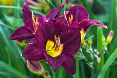 Liliowiec BELA LUGOSI