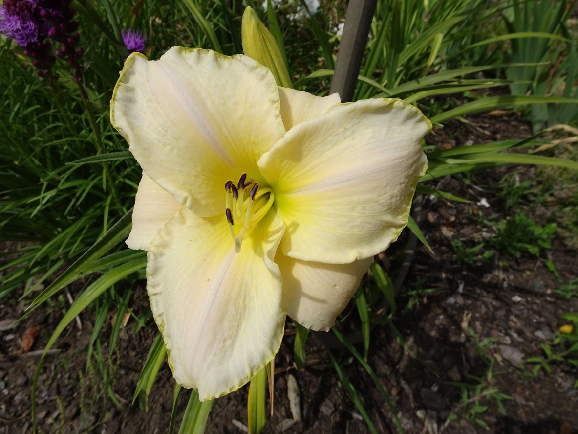 Liliowiec BLIZZARD BAY - 2