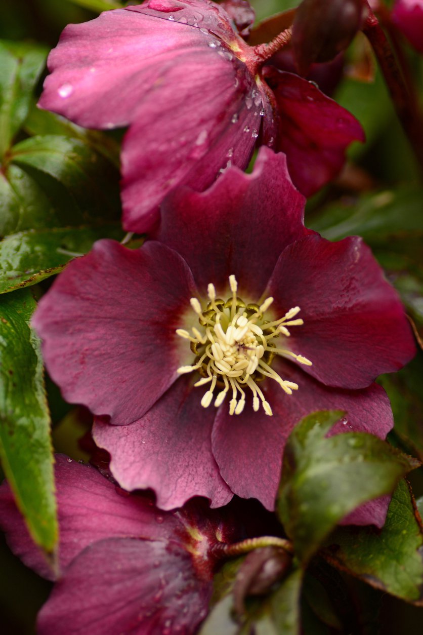 Ciemiernik DOUBLE ELLEN PURPLE - 3