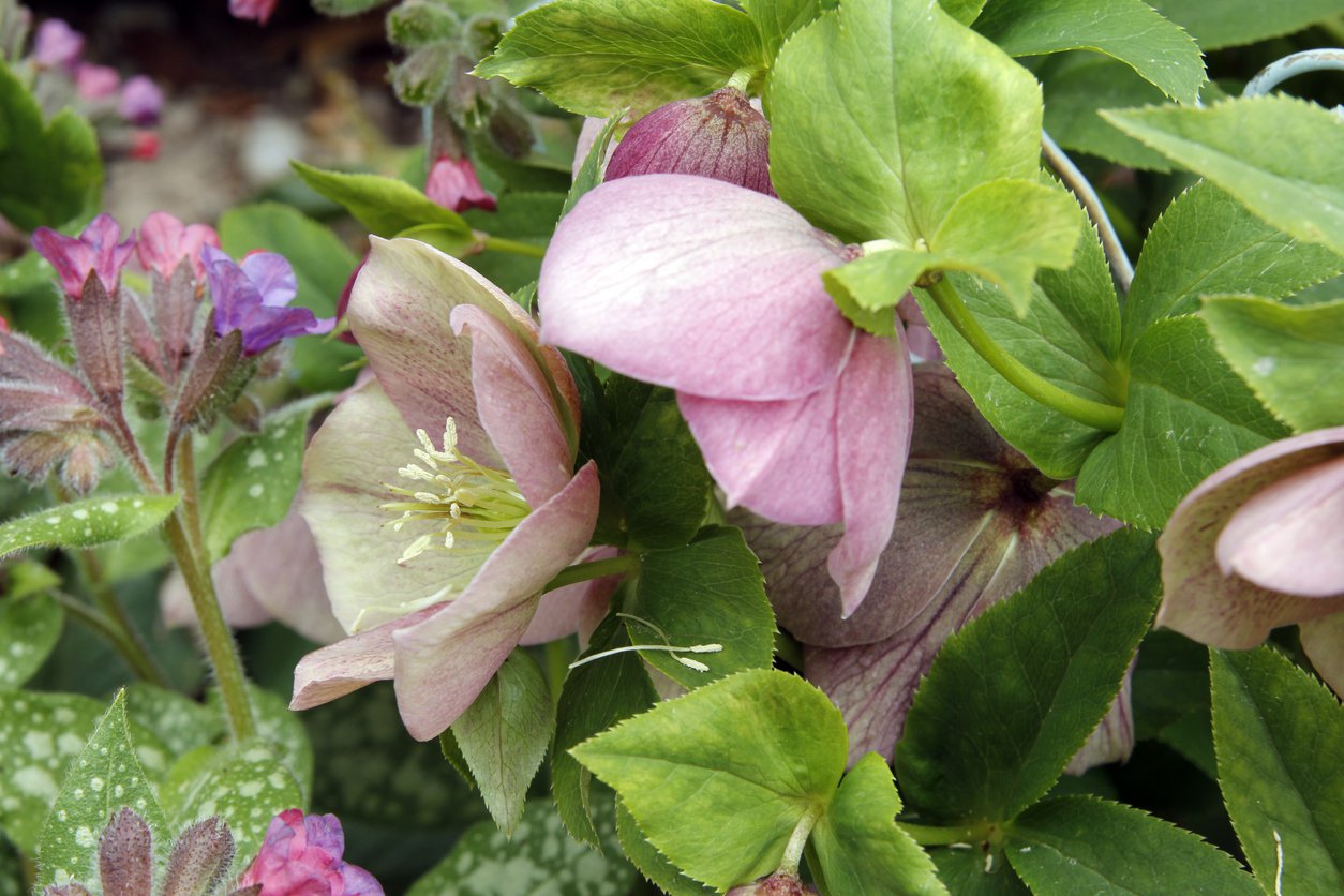 Ciemiernik DOUBLE SPOTTED PINK - 2