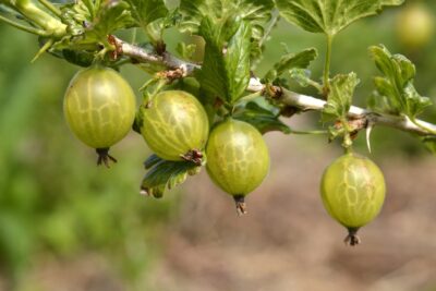 Agrest BIAŁY TRIUMF krzew